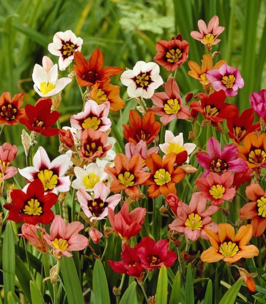 Harlequin flower bulbs in bloom (Sparaxis mixed) showing red, orange, yellow, and white spring flowers for summer gardens and school, church, and scout bulb fundraisers