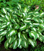 Variegated hosta with green and white foliage growing in a shade garden for school, church, and scout plant fundraisers