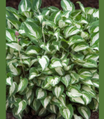 Variegated hosta plant with green and white leaves growing in a garden border for school, church, and scout plant fundraisers
