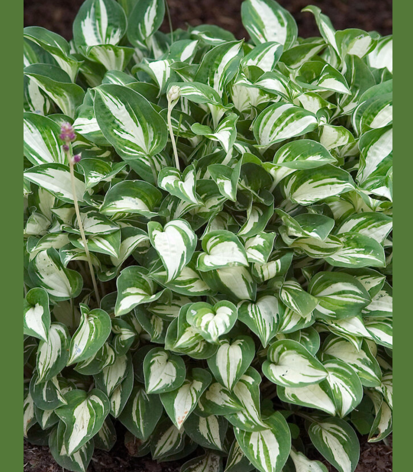 Variegated hosta plant with green and white leaves growing in a garden border for school, church, and scout plant fundraisers