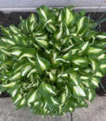 Variegated hosta bare-root plant with green and white foliage growing in a shade garden for school, church, and scout plant fundraisers