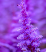 Close-up of lavender astilbe flower plumes showing soft purple summer blooms for shade gardens and school, church, and scout plant fundraisers