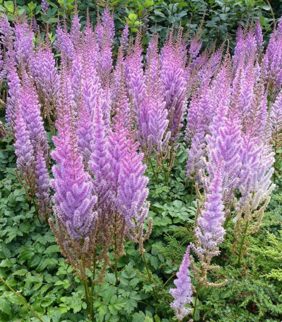 Lavender astilbe plants in full bloom showing tall purple summer flower plumes in a shade garden for school, church, and scout plant fundraisers