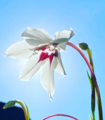 Peacock orchid flower bulbs showing two white star-shaped summer blooms with dark centers for school, church, and scout bulb fundraisers