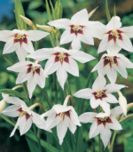 Peacock orchid flower bulbs in bloom showing white star-shaped summer flowers with dark centers for school, church, and scout bulb fundraisers
