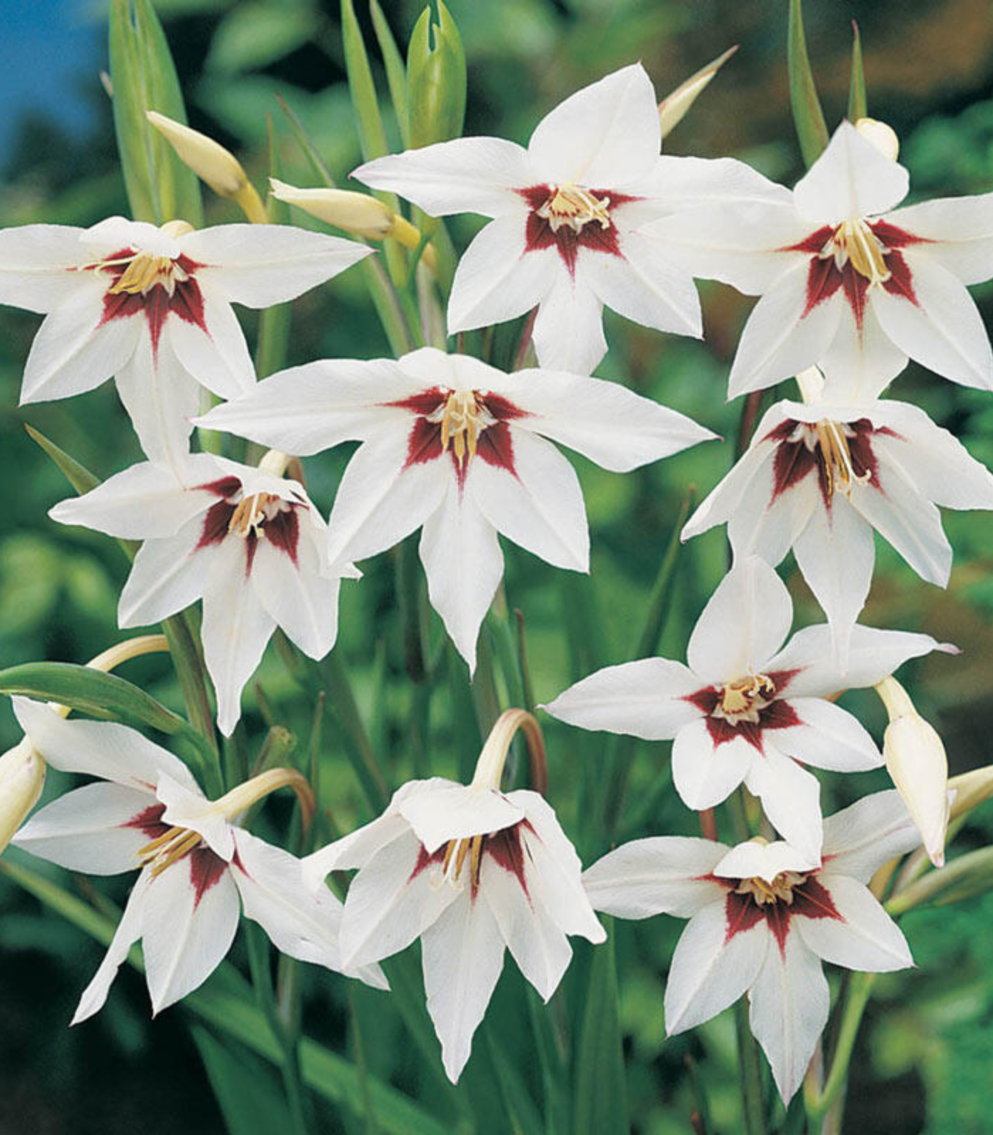 Peacock orchid flower bulbs in bloom showing white star-shaped summer flowers with dark centers for school, church, and scout bulb fundraisers