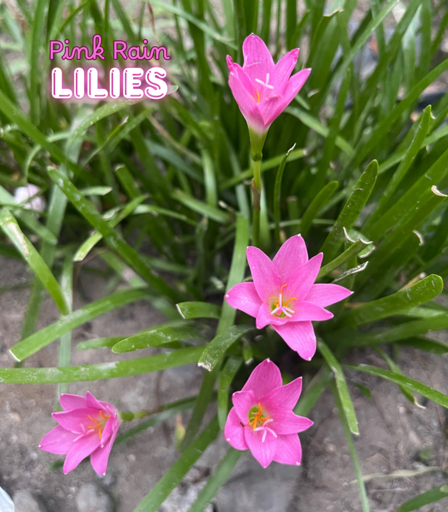 Pink rain lily flower bulbs in bloom showing delicate pink summer flowers for garden borders and school, church, and scout bulb fundraisers