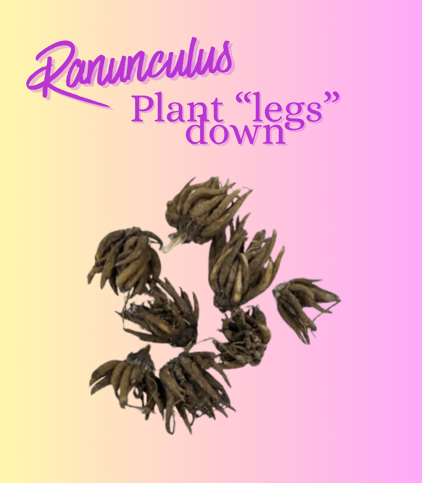 Ranunculus flower bulbs for summer gardens and school, church, and scout easy flower bulb fundraising