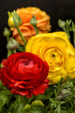 Ranunculus Flower Bulb Mix - Image 3