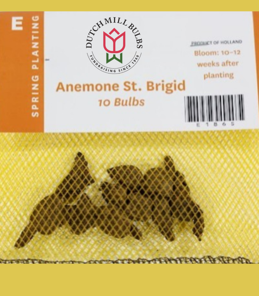 Anemone St. Brigid flower bulb package showing tubers for spring planting used in school, church, and scout bulb fundraising with 50% profit and grow guarantee