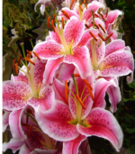 Stargazer lily flower bulbs in bloom showing large pink and white fragrant summer flowers for school, church, and scout bulb fundraisers
