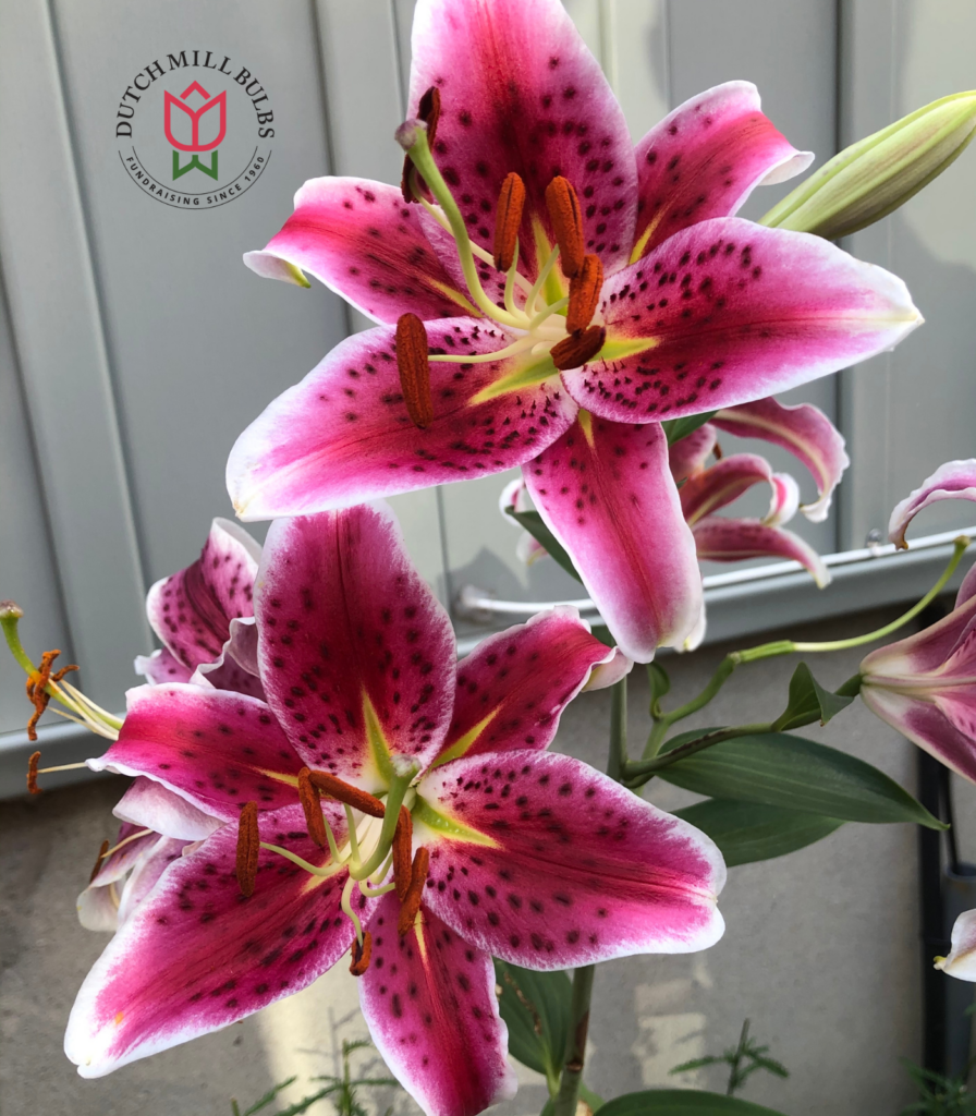Stargazer lily flower bulbs with pink and white star-shaped blooms for summer gardens and school, church, and scout bulb fundraisers