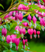 Bleeding heart plant in bloom showing pink heart-shaped spring flowers in a shade garden for school, church, and scout plant fundraisers