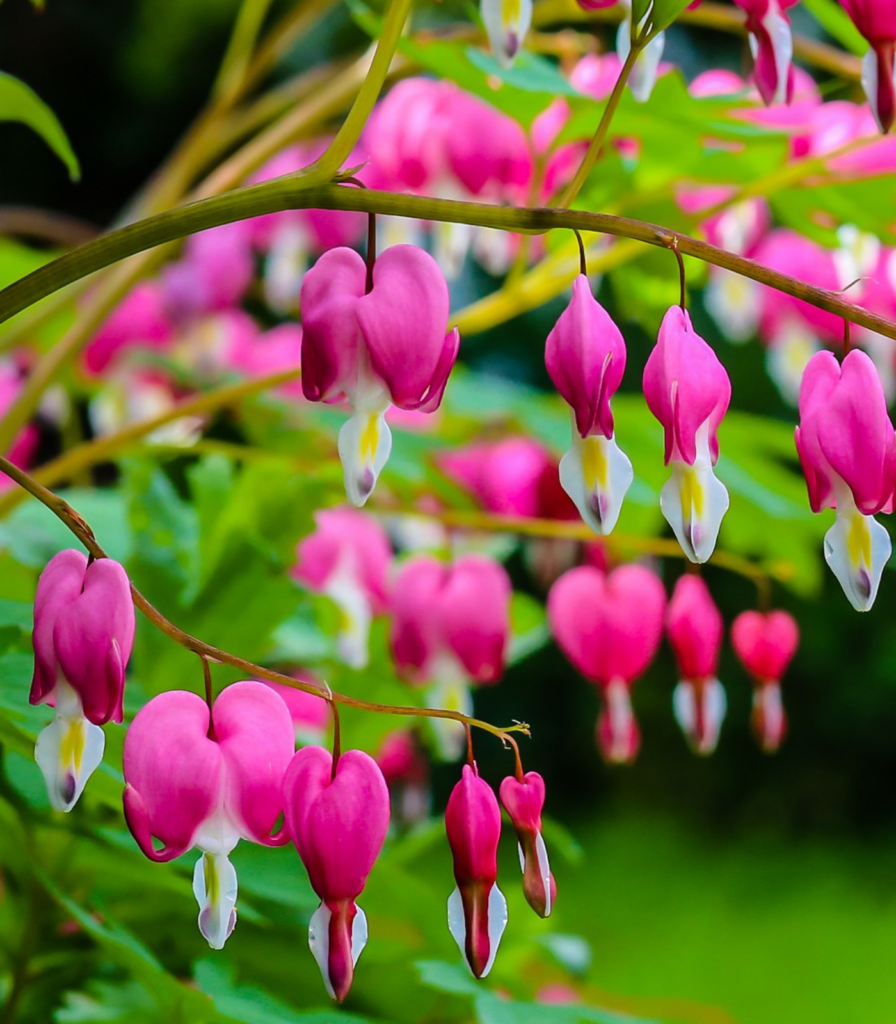 Bleeding heart plant in bloom showing pink heart-shaped spring flowers in a shade garden for school, church, and scout plant fundraisers