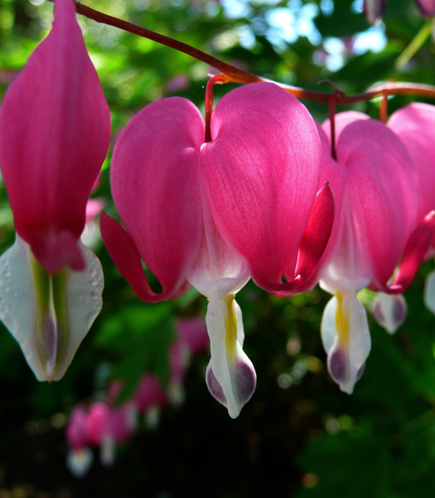 Close-up of bleeding heart plant showing pink heart-shaped spring flowers for shade gardens and school, church, and scout plant fundraisers
