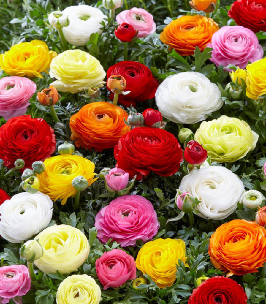 Ranunculus flower bulbs in bloom showing many colorful layered spring flowers for summer gardens and school, church, and scout bulb fundraisers