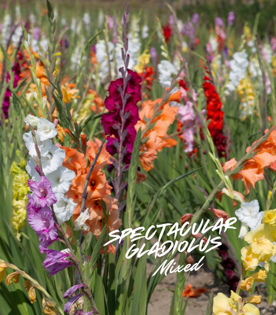 Spectacular gladiolus flower bulbs in mixed colors blooming in a garden for summer cut flowers and school, church, and scout bulb fundraisers