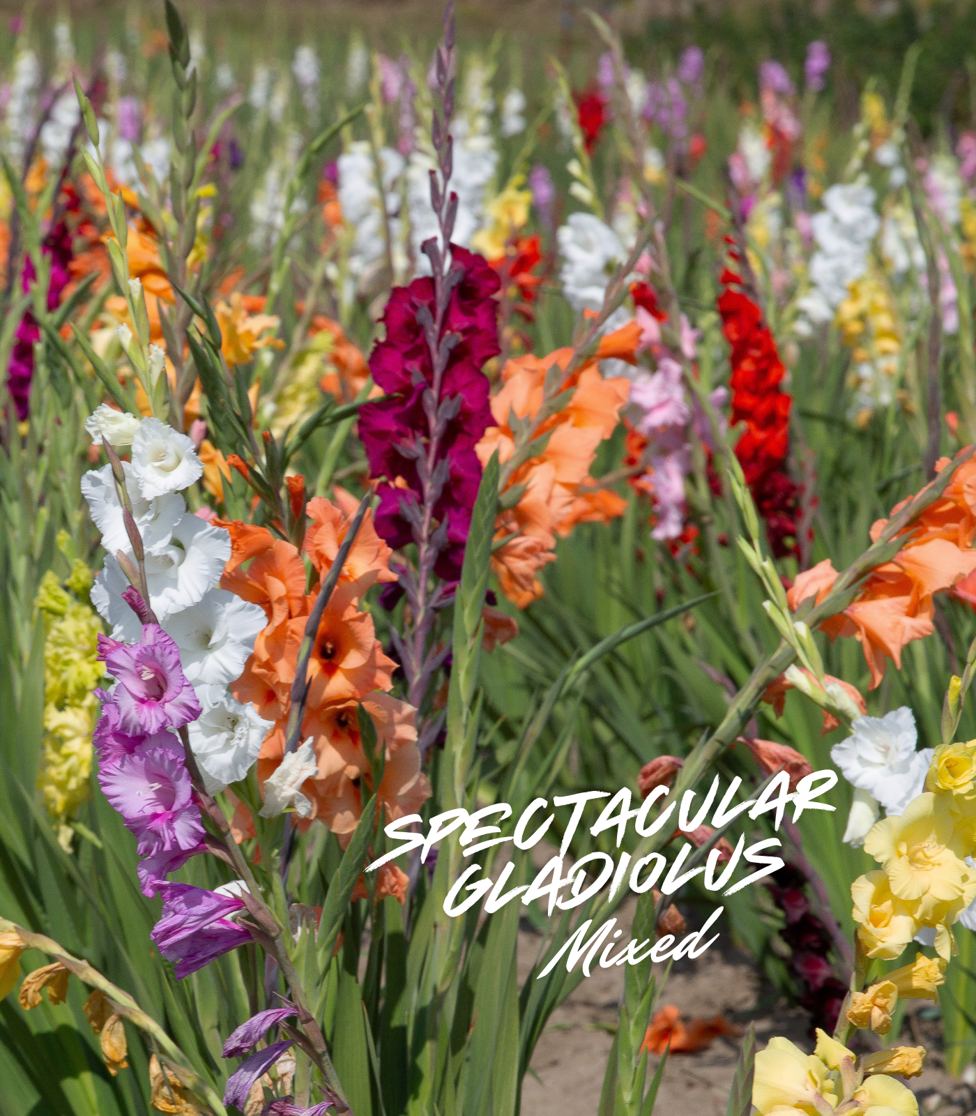 Spectacular gladiolus flower bulbs in mixed colors blooming in a garden for summer cut flowers and school, church, and scout bulb fundraisers