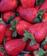 Fresh ripe strawberries close-up - everbearing variety with red berries and green leaves
